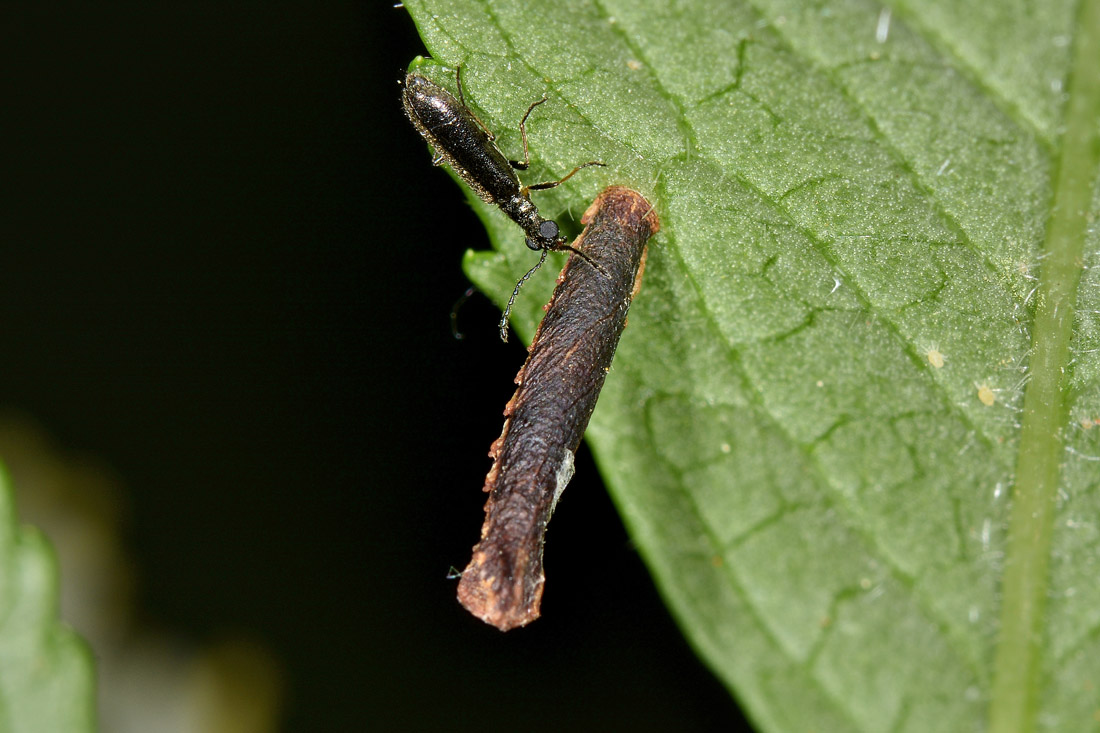 Astuccio di Coleophoridae